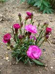 Mon oeillet minuscule mais qui fleurit continuellement