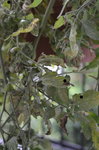 tomates2.JPG