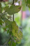 tomates3.JPG