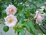 fleurs 2379.JPG