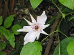 Clematite.jpg