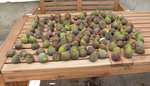 figues.jpg