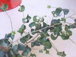 plante2.jpg