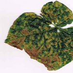 feuille de cornichon.jpg