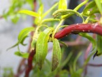 100_0521.jpg
