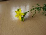 IMG_4356.JPG