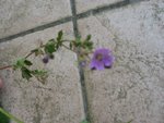 IMG_4117.JPG