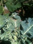 brocoli 2.jpg