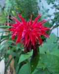 Monarde