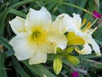 fleurs 2161.JPG