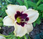 fleurs 2440.JPG
