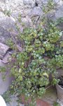 IMAG0202.jpg