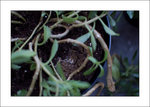 DSCF2613.jpg