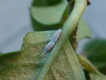 attaque plantes vertes.JPG