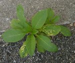 phytolaque.JPG