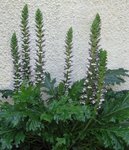 fleur inconnue.jpg
