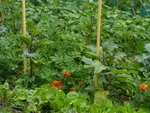 les aubergines et nicandra.jpg