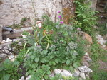 DSCN3300.JPG