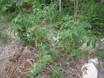DSCN3328.JPG