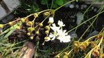 DSC0045411.JPG