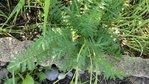 DSC0045511.JPG