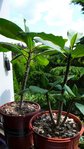plumeria