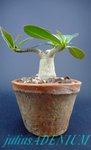 adenium