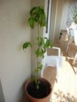 AVOCATIER1juil.JPG