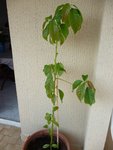 AVOCATIERbis&1juil.JPG
