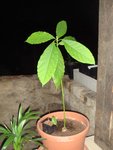 DSC04821b.jpg