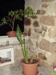 DSC04820b.jpg