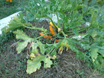 DSC00391 petit.jpg