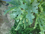 DSC00393 petit.jpg