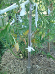 tomates feuilles jaunes 1.jpg