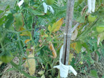 tomates feuilles jaunes 2.jpg