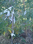 tomates feuille sjaunes 3.jpg