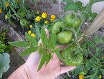 Original ce re-démarrage de feuille sur la grappe de fruit !!!