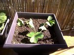 IMG00202-20110701-1628.jpg