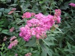 le buisson