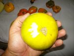 IMGP3352.JPG