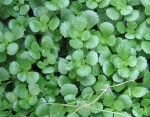 la plante grasse