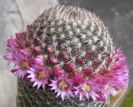 cactus1.jpg