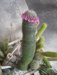 cactus2.jpg