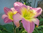 fleurs 2461.JPG