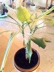 plante
