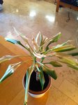 plante