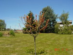 DSC03264_1.JPG
