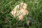 On voit des fils en périphérie (mycélium?...).