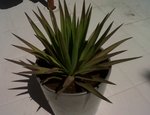 IMG00137-20110703-1513.jpg