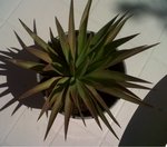 IMG00139-20110703-1514.jpg